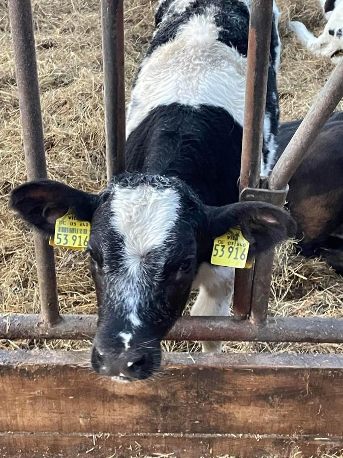 Schlafen Neben Den Kleinen Kaelbchen Im Kaelberiglu Bingum Exterior foto